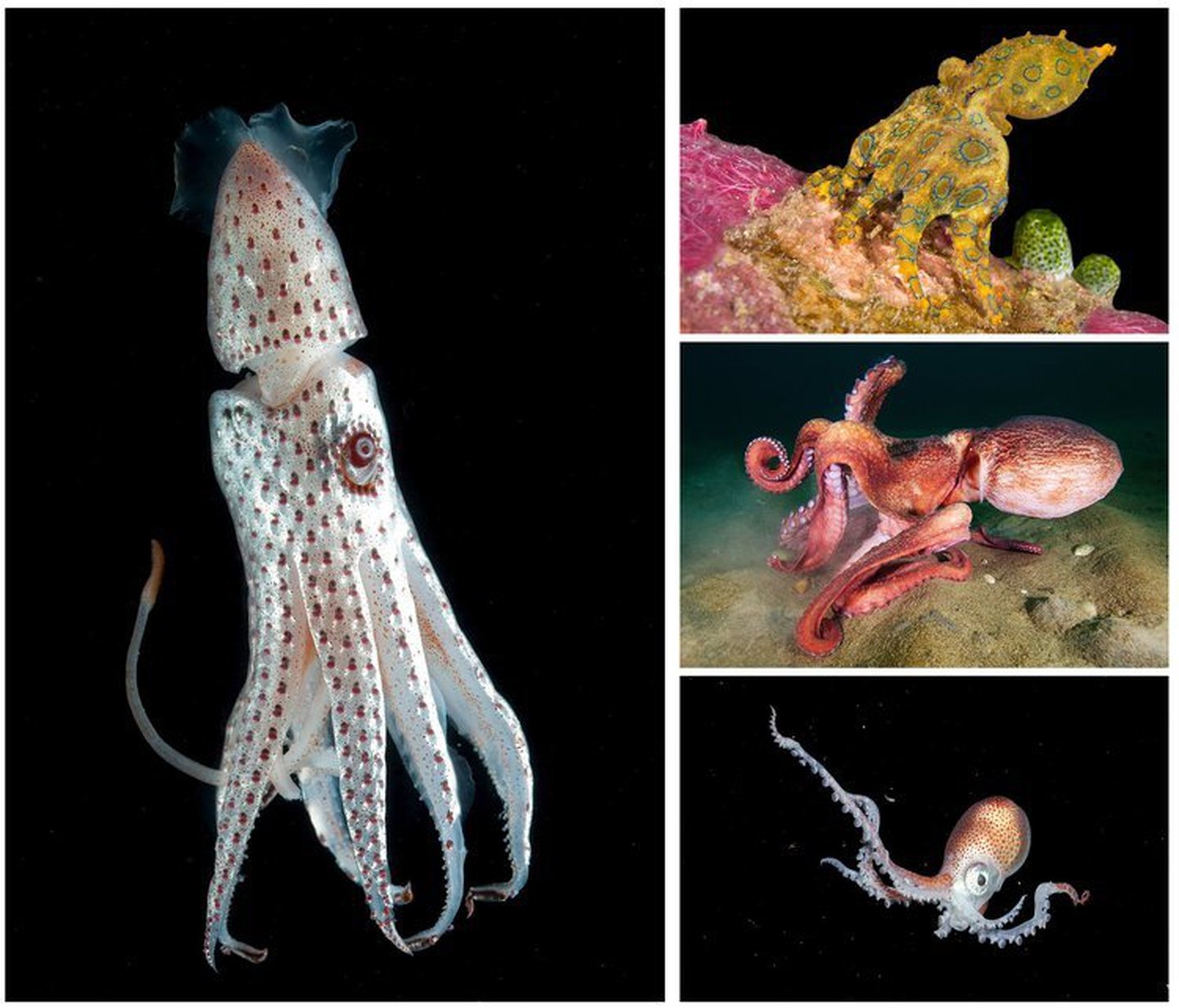 cuttlefish vs squid vs octopus