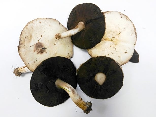 Some of the edible field mushrooms picked by Timothy