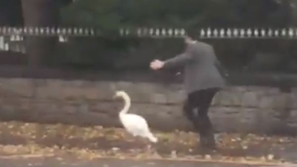 To the rescue: Noel Fitzpatrick braves the elements to come to the aid of a distressed swan in Donnybrook