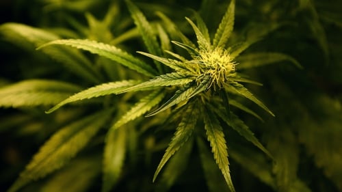 Experts will tell a conference that more and more young people are seeking help for cannabis addiction