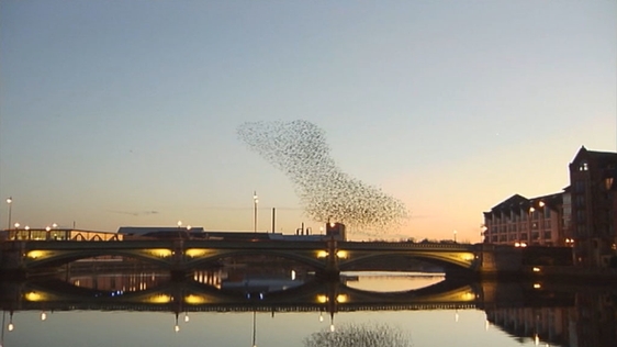 Belfast Starling Murmuration
