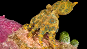 The blue-ringed octopus, Hapalochlaena maculosa, is one of the world's most venomous creatures and its blue rings warn predators of its deadly nature.