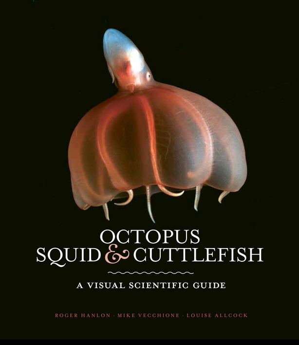 Under The Sea: Your Guide To Octopus, Squid And Cuttlefish