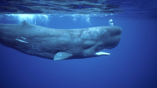 During a single dive, sperm whales can spend nearly an hour at depths in excess of 300m, with only short periods at the surface (file pic)