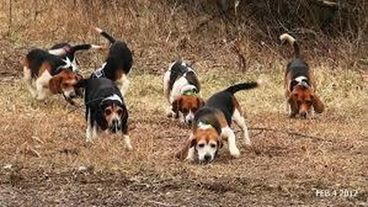 Beagling | CountryWide - RTÉ Radio 1