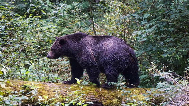 Mother and baby die in suspected bear attack in Canada