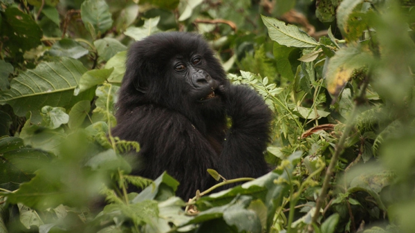 What's for lunch? A young mountain gorilla on the edge of the Volcanoes National Park in northern Rwanda. Photo: Shane McGuinness