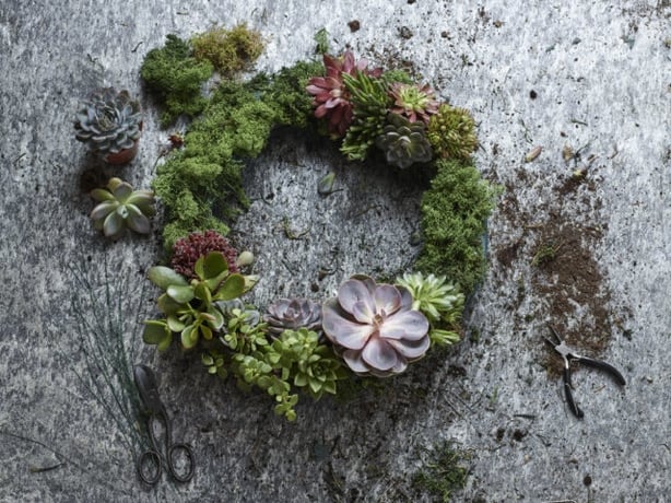 Space your plants evenly (Dobbies Garden CentresPA)