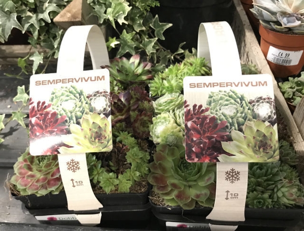 You can buy mini packs of alpines (Hannah StephensonPA)