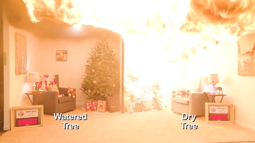 The video shows the difference between a watered tree and a dry tree when exposed to a spark