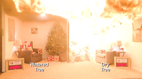 The video shows the difference between a watered tree and a dry tree when exposed to a spark