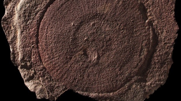 The study involved the investigation of fossils of disc-shaped creatures called 