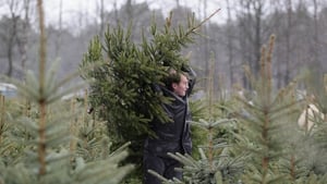 'Growing Christmas trees means harvesting them after six to ten years, which means less time for wildlife and bugs to establish thriving populations'