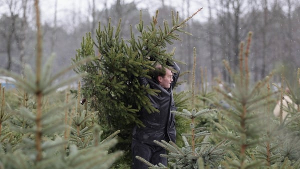 'Growing Christmas trees means harvesting them after six to ten years, which means less time for wildlife and bugs to establish thriving populations'