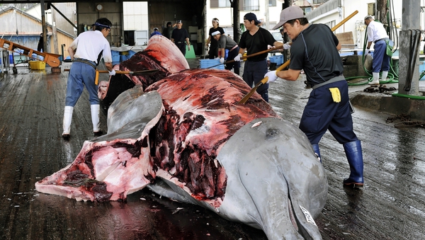 Fishermen peel the skin off a Baird's beaked whale at Wada Port, in Chiba Prefecture, Japan in 2009
