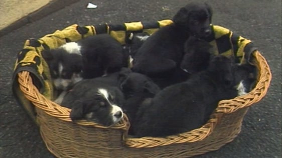 Basket of abandoned pups at animal shelter, Dublin (1989)