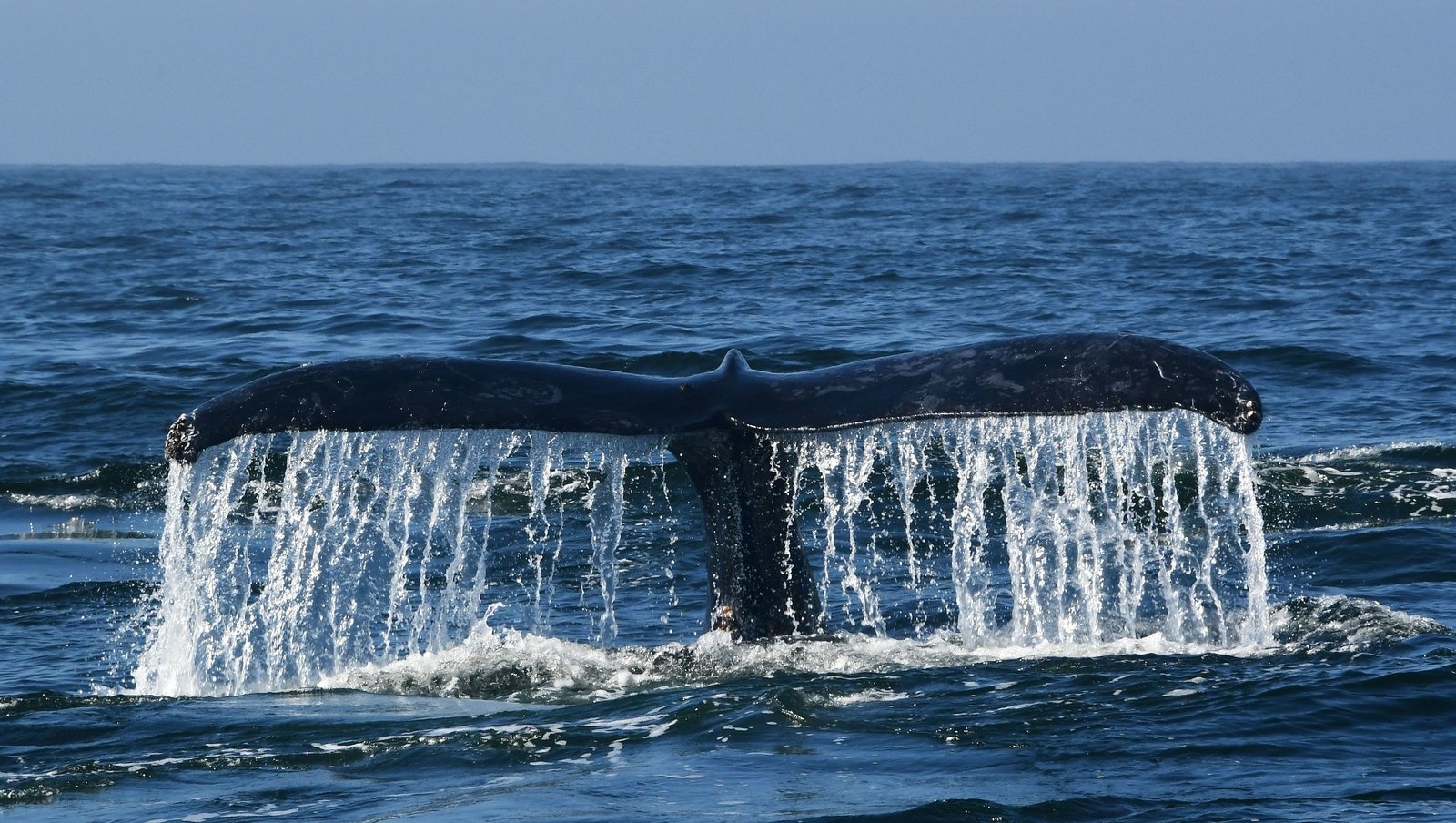 The Bergen Whale With Over 30 Plastic Bags In Its Stomach