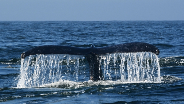 Bergen Whale
