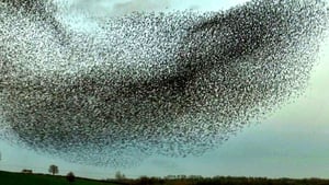 Thousands of starlings in flight over Nobber