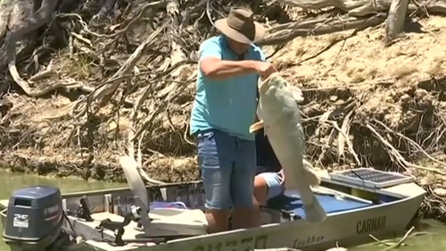 Bony bream, perch and Murray cod were among the fishes found floating on the surface