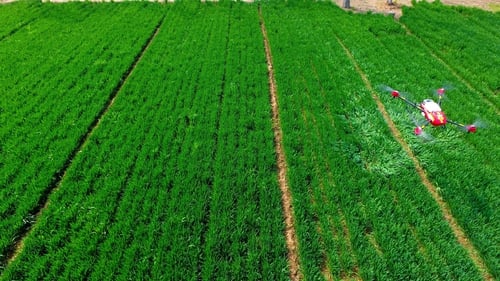 An agricultural drone spraying pesticide on crops in a village in east China's Shandong province. Photo: STR/AFP/Getty Images