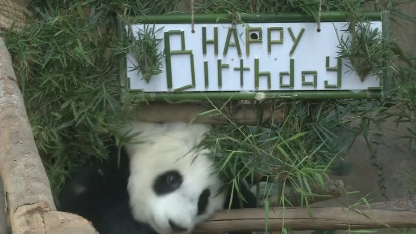 Giant panda cub celebrates first birthday