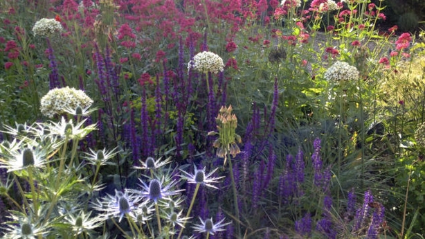 Plants which thrive in dry areas (Sue Townsend Garden Design Ltd/PA)