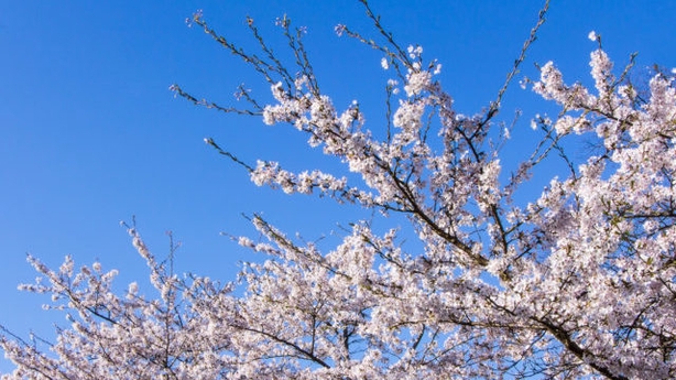 Trees such as amelanchier provide shade (Thinkstock/PA)