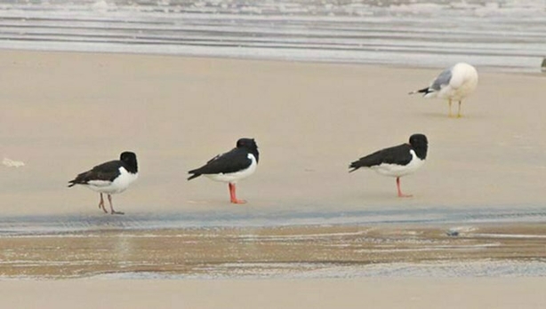 Oystercatchers, pictured above resting on a beach