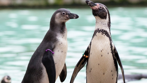 Humboldt penguins can grow up to 60cm long (file image)