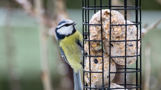 bird feeder