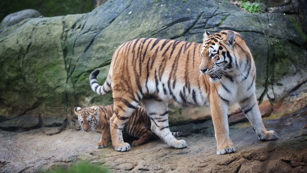 Up The Cubs Dublin Zoo Celebrates New Arrivals