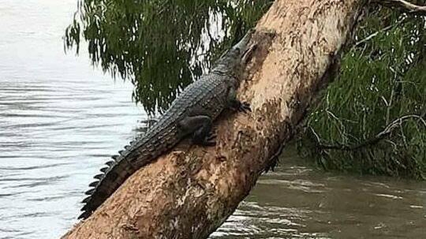 Several saltwater crocodiles have been sighted in residential roads and cul-de-sacs (pic: Kim MacDonald via Facebook)