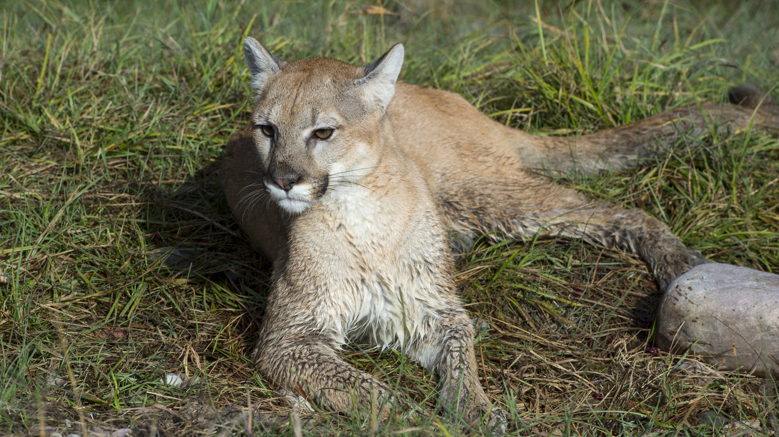 US jogger fends off and kills mountain lion