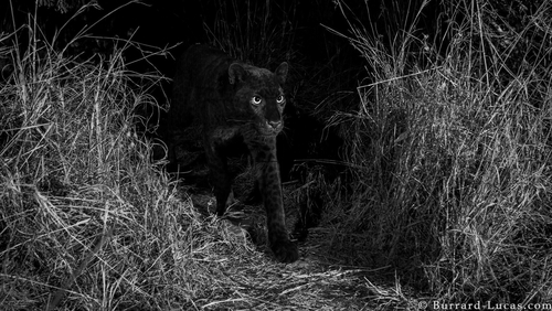 The black leopard is one of the rarest members of the animal kingdom (Pic: Will Burrard-Lucas)