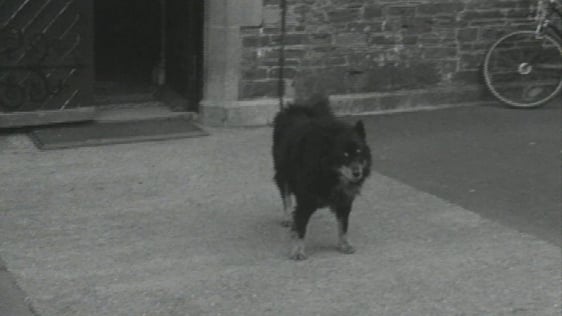 Rover The Dog.