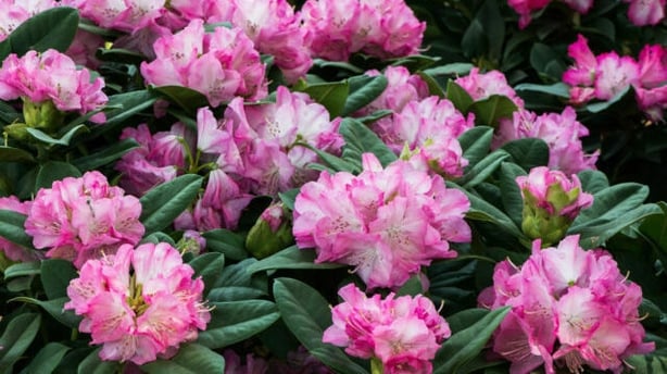 Plant rhododendron in ericaceous compost (ThinkstockPA)