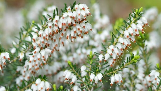Heathers also do well in ericaceous compost (Thinkstock/PA)
