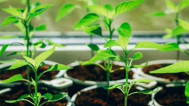 Seedlings of pepper in a peat soil in the cups for seedlings (Thinkstock/PA)