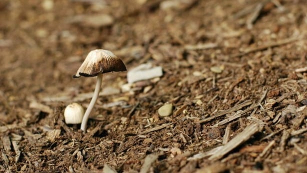 Spent mushroom compost is good to use as a mulch (Thinkstock/PA)