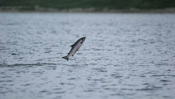 A stunning photo of a Salmon jumping, photo courtesy of Marine Biologist Ken Whelan