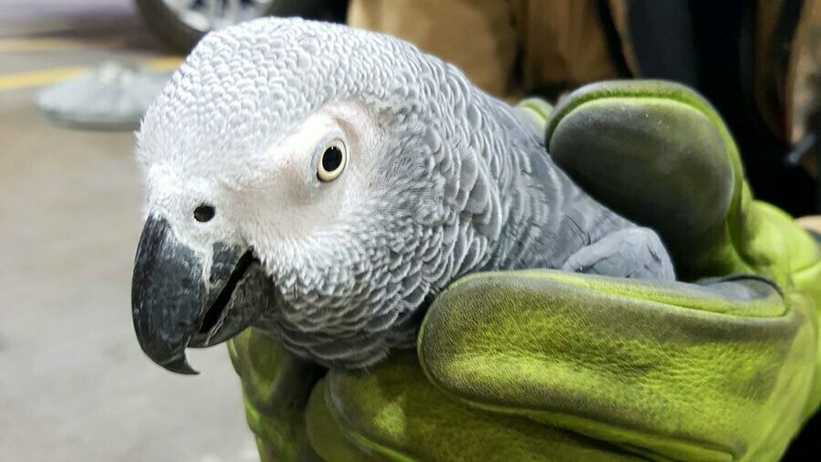 Говорящий попугай видео. Контрабанда попугаев жако. Parrot в аэропорту. Parrot with owner. Dublin Airport twitter Parrot.