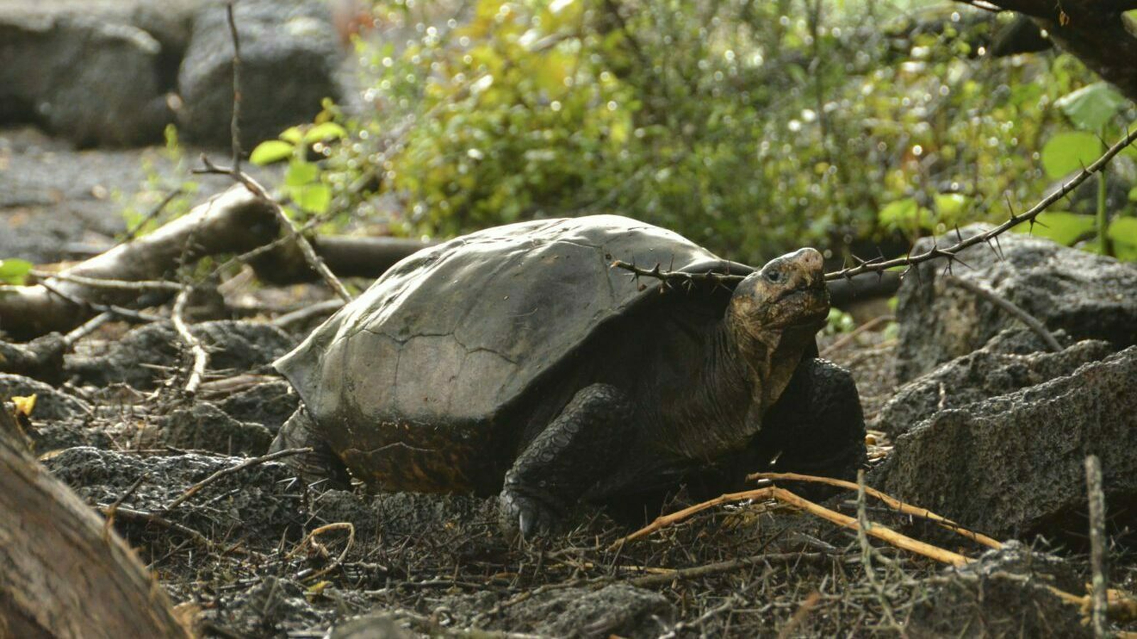 Extinct Tortoise Rediscovered On Galapagos Islands   0011a1b6 1600 