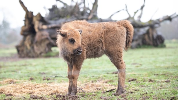 Fota welcomes arrival of baby European bison