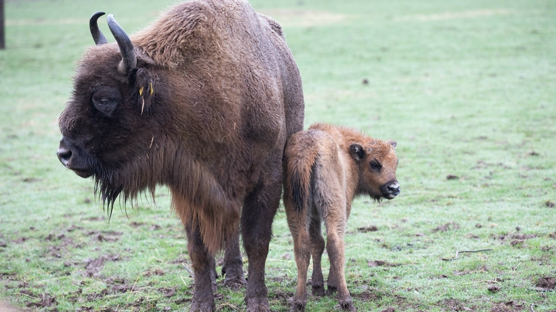 Fota welcomes arrival of baby European bison