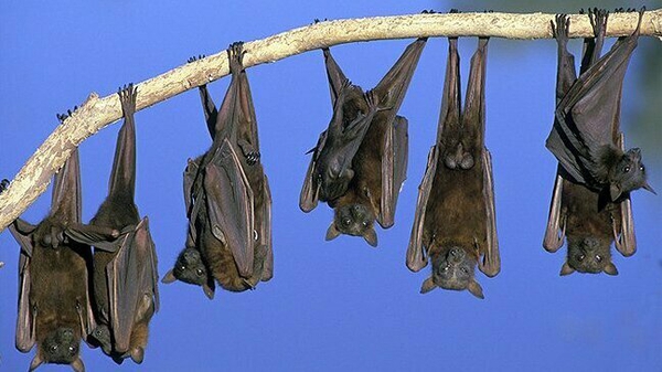 There are over 1,300 bat species in the world, many living throughout Ireland.