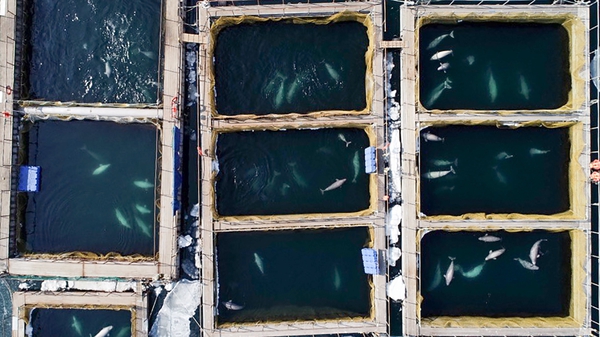 Dozens of whales are being kept in cramped conditions