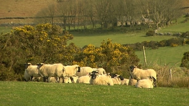 Sheep