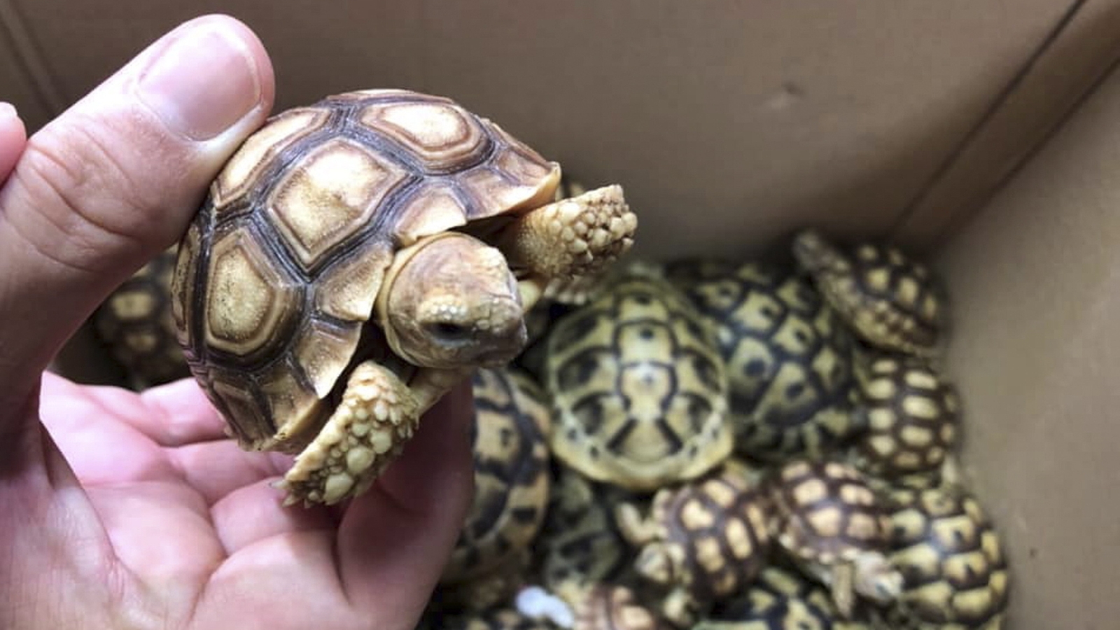 Philippines seizes 1,500 rare turtles in luggage