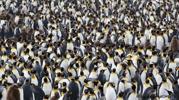 A colony of Adelie Penguins in Antartica. Photo credit; Jim Wilson